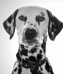 Black And White Names For Dogs 100 Black And White Dog Names Dog Names Black And White Dog Best Dog Names
