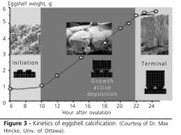 If you want to buy powdered eggshells Scielo Brasil Research On Eggshell Structure And Quality An Historical Overview Research On Eggshell Structure And Quality An Historical Overview