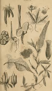 Image result for Tragus pedunculatus