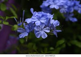 Image result for Plumbaginaceae