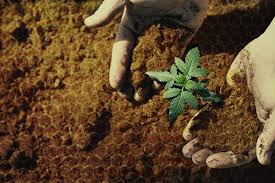 Roba da dopo cena, poltrona e caminetto. Utilizzare Il Miele Nella Coltivazione Di Cannabis Rqs Blog