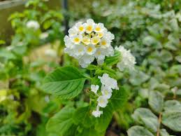 Image result for Lantana