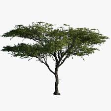 3d Model Tree Acacia Plant Model Tree Acacia Tree Watercolor Tree Print