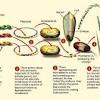 For one, golden rice is a genetically modified organism, and as such is weighed down with all the political, ideological, and emotional baggage that has come to be associated with gmos—stultifying government overregulation, fear and hostility, and criticism (much of it unfounded). 1
