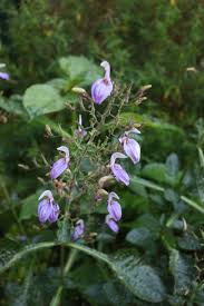 Image result for Brillantaisia cicatricosa