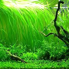 Image result for Vallisneria