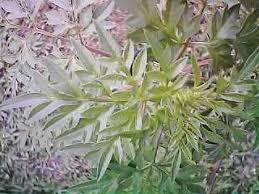 Oleh itu para saintis telah memberi nama saintifik (atau nama botani) kepada setiap tumbuhan dan haiwan. Ooi S Flora Malaysiana Ver 1 0 Bunga Ulam Raja Tulin Merah Cocom01c Htm 1997 2002