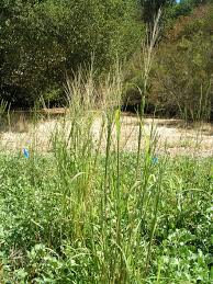 Image result for Leptochloa fusca