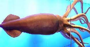 The Biggest Giant Squid Ever Caught On Camera Full Documentary Giant Squid Documentaries Squid