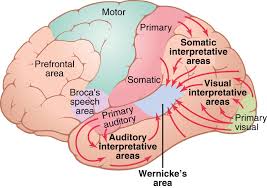 Cerebral Cortex, Intellectual Functions of the Brain, Learning, and Memory  - Clinical Tree