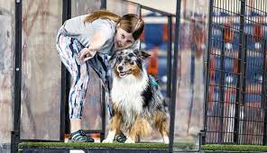 After seeing seven the gsp on tv winning the purina incredible dog challenge we decided to see how bailey would like dockdogs. Dock Dogs Jump Into Competition At The 2020 Great American Outdoor Show Pennlive Com