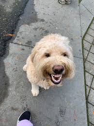 Golden Doodle Owners Sharing Experiences