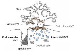 Image result for Endostemon villosus