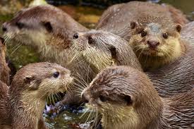 Here are facts to consider when you're wonde. Pssst Exotic Animals Don T Make Good Pets Jstor Daily