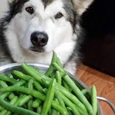Aug 17, 2020 · the types of dairy products you should watch out for on our list of foods dogs can't eat include milk, large amounts of cheese, ice cream, and butter. Can Dogs Eat Green Beans Pethelpful