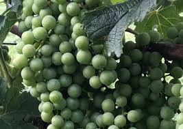 Image result for Metasphaeria diplodiella