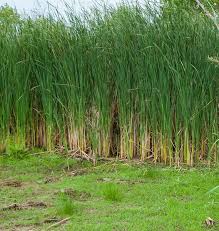 Image result for Typha