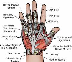 These muscles travel towards the hand, where they eventually connect to the extensor tendons before crossing over the back of the wrist joint. Hand Anatomy Medmichi Medical Page Facebook