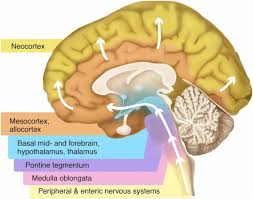 Many people with parkinson's eventually develop problems with thinking and reasoning, and many people with lewy body dementia experience movement symptoms, such as hunched posture, rigid muscles, a shuffling walk and trouble. The Clinical Characteristics Of Dementia With Lewy Bodies And A Consideration Of Prodromal Diagnosis Alzheimer S Research Therapy Full Text