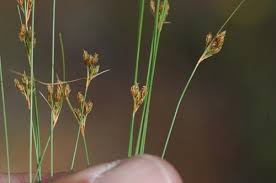 Image result for Bulbostylis hispidula