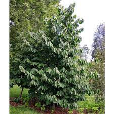 Royalty of $2.00 goes to breeding of new cultivars. Paw Paw Tree Pawpawbp The Home Depot