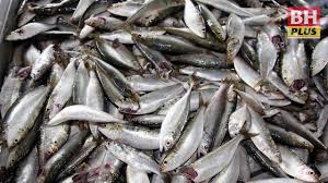 Ikan bandeng isi tanpa tulang makanan enak dan sehat untuk keluarga!! Tulang Ikan Tamban Jadi Krim Muka