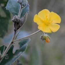 Image result for Melhania acuminata