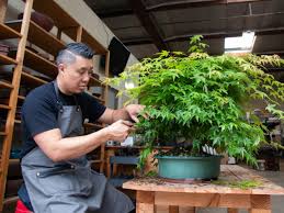 Bonsai Tree Turning Brown Hgtv