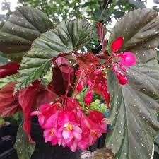 Secrets Of A Seed Scatterer Flaunting Begonias Begonia House Plants Flower Pots
