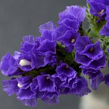 We did not find results for: Statice Seed Purple Limonium Flower Seeds