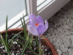 Krokus pflanzt du etwa 6 cm bis 10 cm tief. Der Fruhlingskrokus Mein Gruner Balkon
