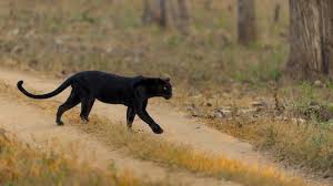 A black panther is the melanistic colour variant found in members of the genus panthera, particularly of the leopard (p. Top Wildlife Sanctuaries To Spot A Black Panther In India Black Leopard