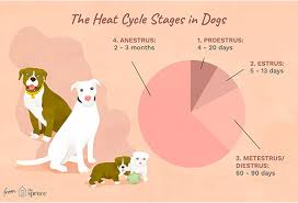 Like babies, puppies do best on a regular schedule. How To Tell If Your Dog Is In Heat Here S Everything You Need To Know