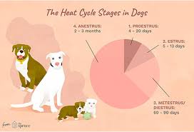If you suspect your dog has breast cancer, your veterinarian should examine it as soon as possible. How To Tell If Your Dog Is In Heat Here S Everything You Need To Know