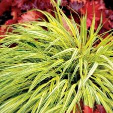 Image result for Hackelochloa