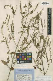 Image result for Tinnea antiscorbutica