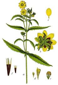 Image result for Bidens ruyigiensis