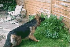 Welcome to wetteenpic.com.hairy teen, hairy pussy,free teen pics, teen pussy, home made pictures. A Dog Doesn T Know What To Make Of A Flower Gifs Primo Gif Latest Animated Gifs