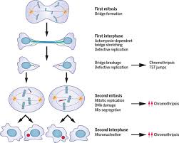 Cell division is also known as mitosis. Single Cell Division Error Triggers Cascade Of Mutations That Generate Features Of Cancer