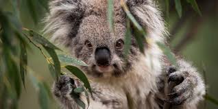 Did Koalas Catch Killer Chlamydia From Sheep? - Curious