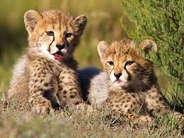 10 Gifts For The Cat Lover Who Has Everything Animals Wild Baby Animals Pictures Baby Animals
