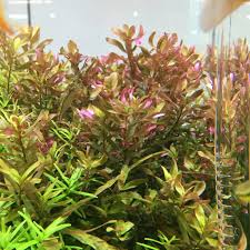 Image result for Rotala mexicana