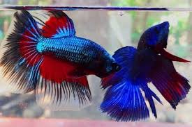 Cara membedakan cupang jantan dengan betina: Mengapa Ikan Cupang Agresif Dan Suka Bertarung Gerava Ikan Hias Burung Kicau Kucing Anjing