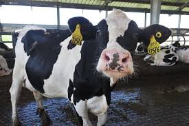 The impeachment of a senior official is the process of charging them with a crime which. What Is The Meaning Behind The Moo The Salt Npr