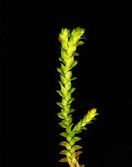 Image result for Selaginella shabaensis