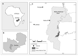 Image result for Schrebera trichoclada