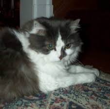 Code red, sos please help! Grey And White Long Haired Cat