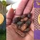 Shamanic Drum Journey & Cacao Ceremony event image