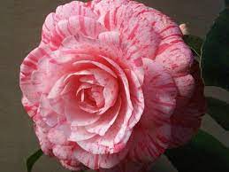 Alibaba.com offers 1,126 forest nursery products. Pin On Winter Garden