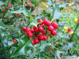 A, a, a, a, a. Houx Ilex Planter Cultiver Multiplier